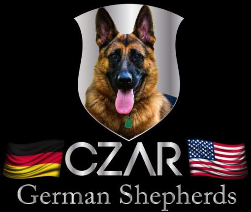 CZAR German Shepherds